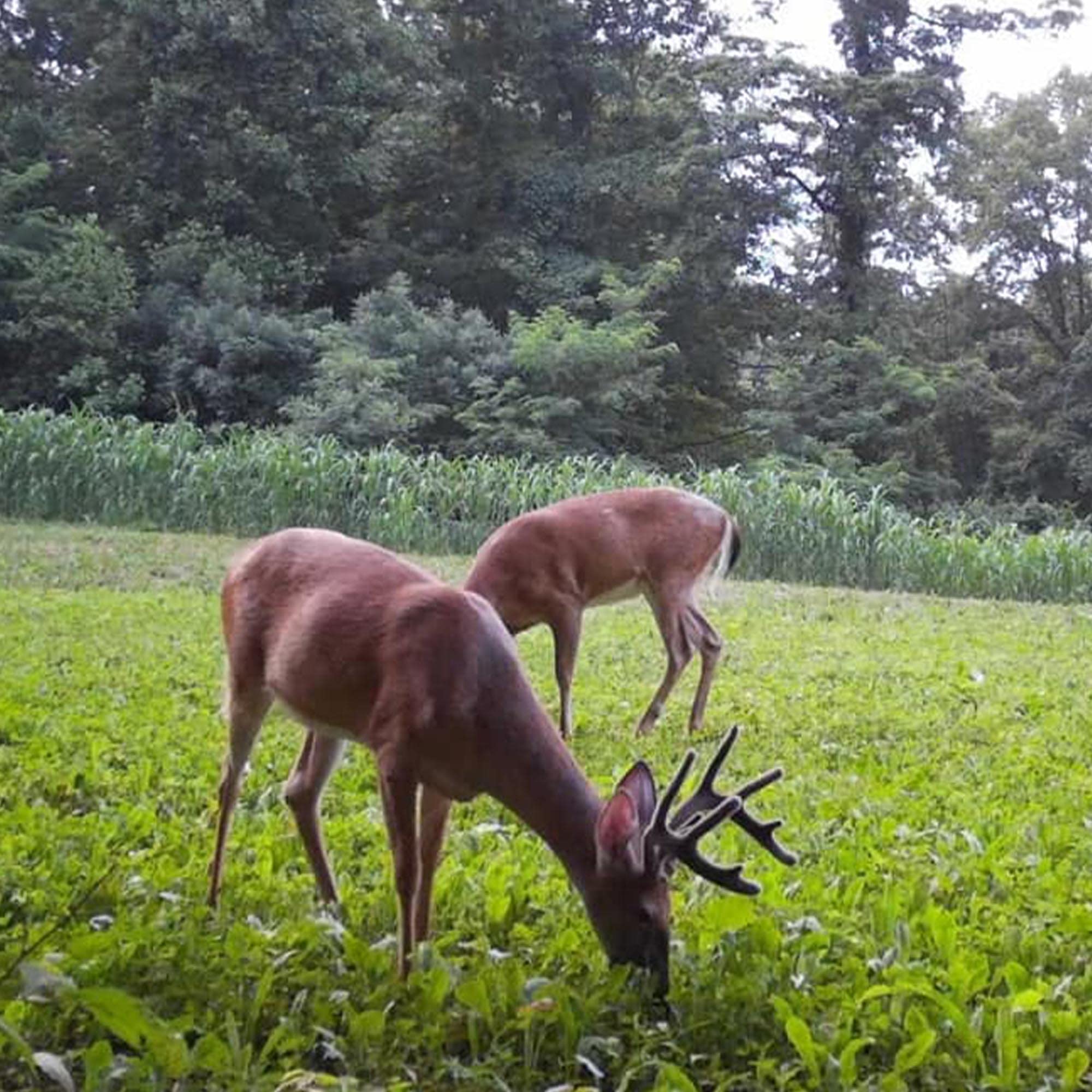 Antler King Booner Buffet clover and chicory mix providing varied forage