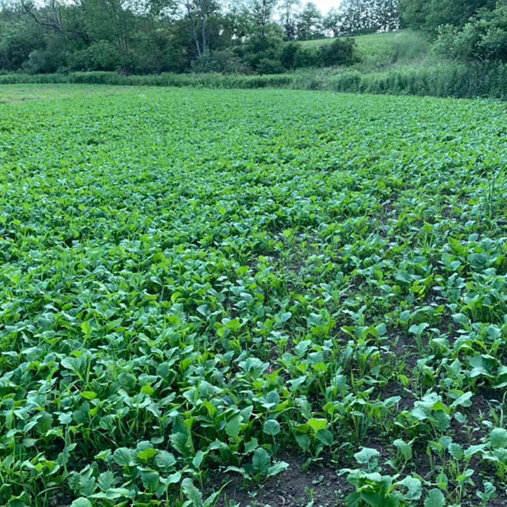 Antler King Booner Buffet demonstrates drought tolerance in field