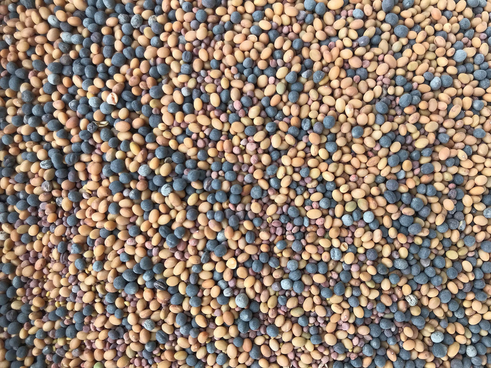 Antler King Game Changer Clover Mix drought-resilient blend ready for dry spells and variable moisture