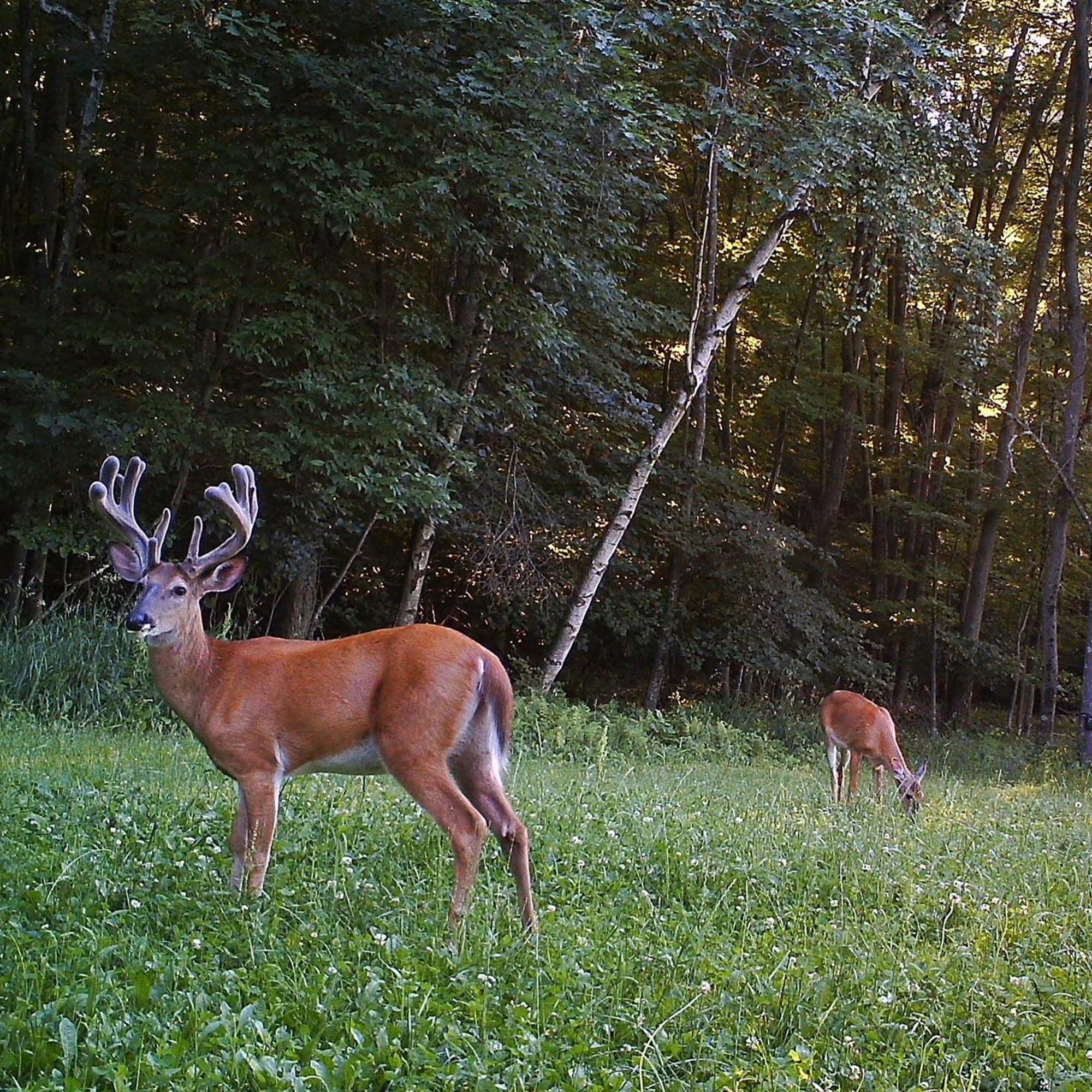 Antler King Game Changer Clover Mix early-growth shoot shows robust establishment after planting