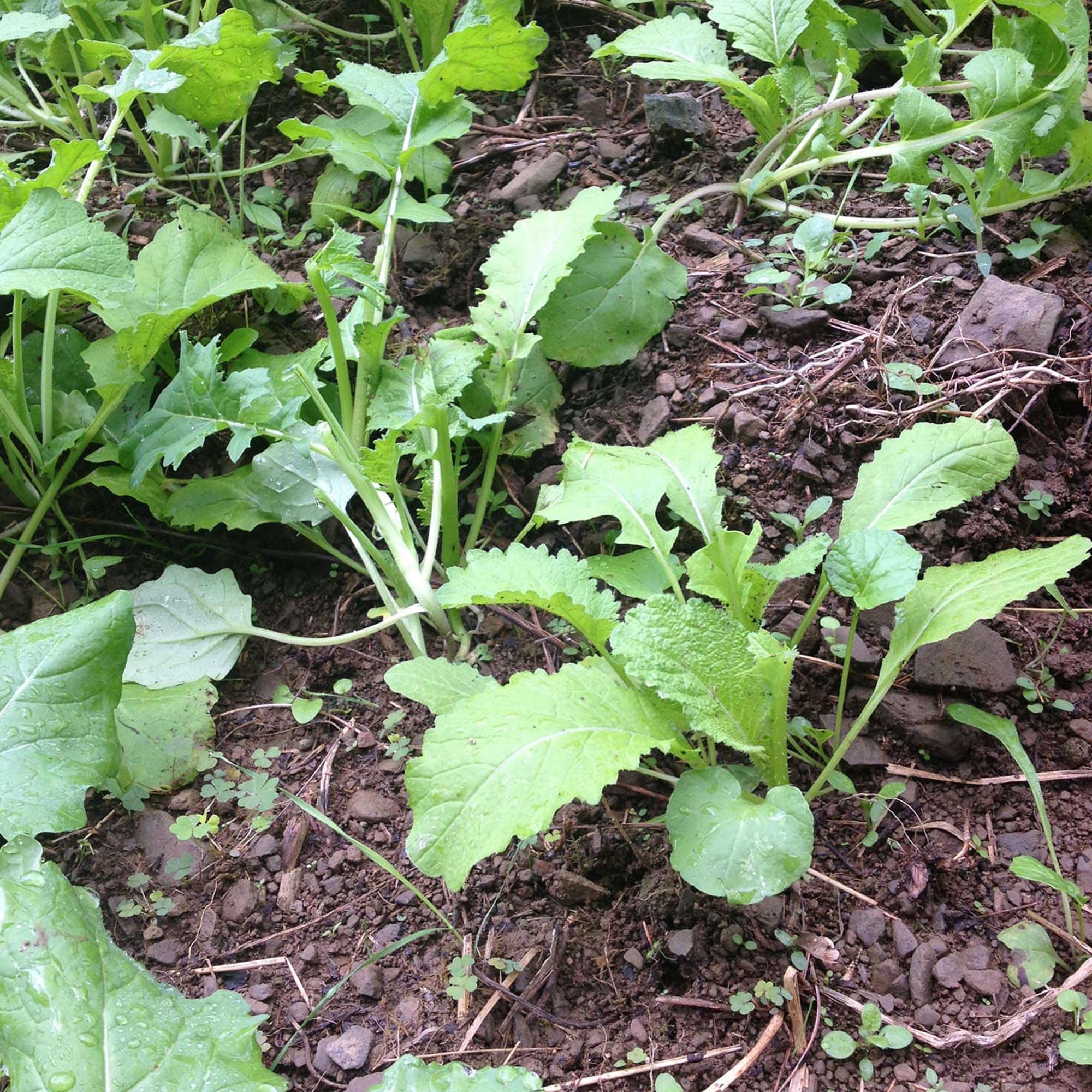 Antler King Honey Hole fall planting guides a productive half-acre plot.