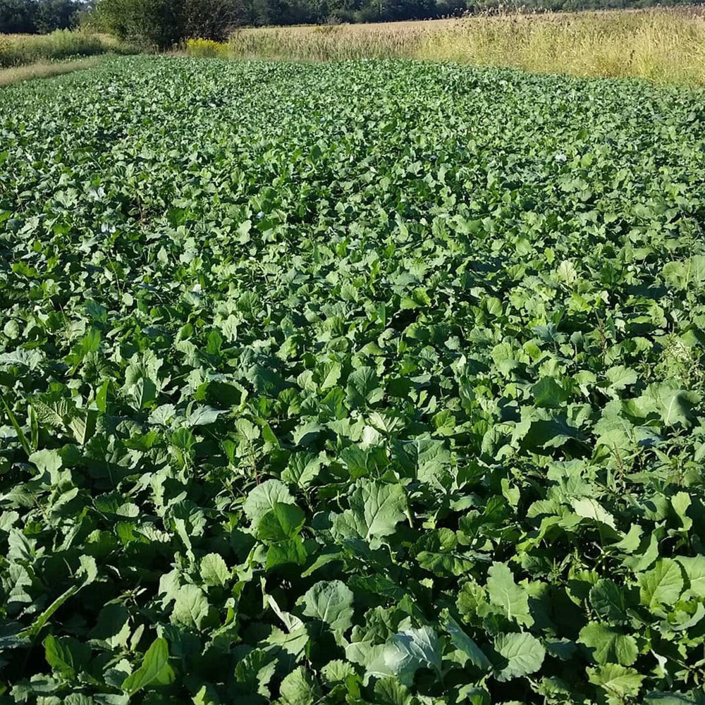 Antler King Honey Hole Ultra Coat Orange treated seeds boost germination.