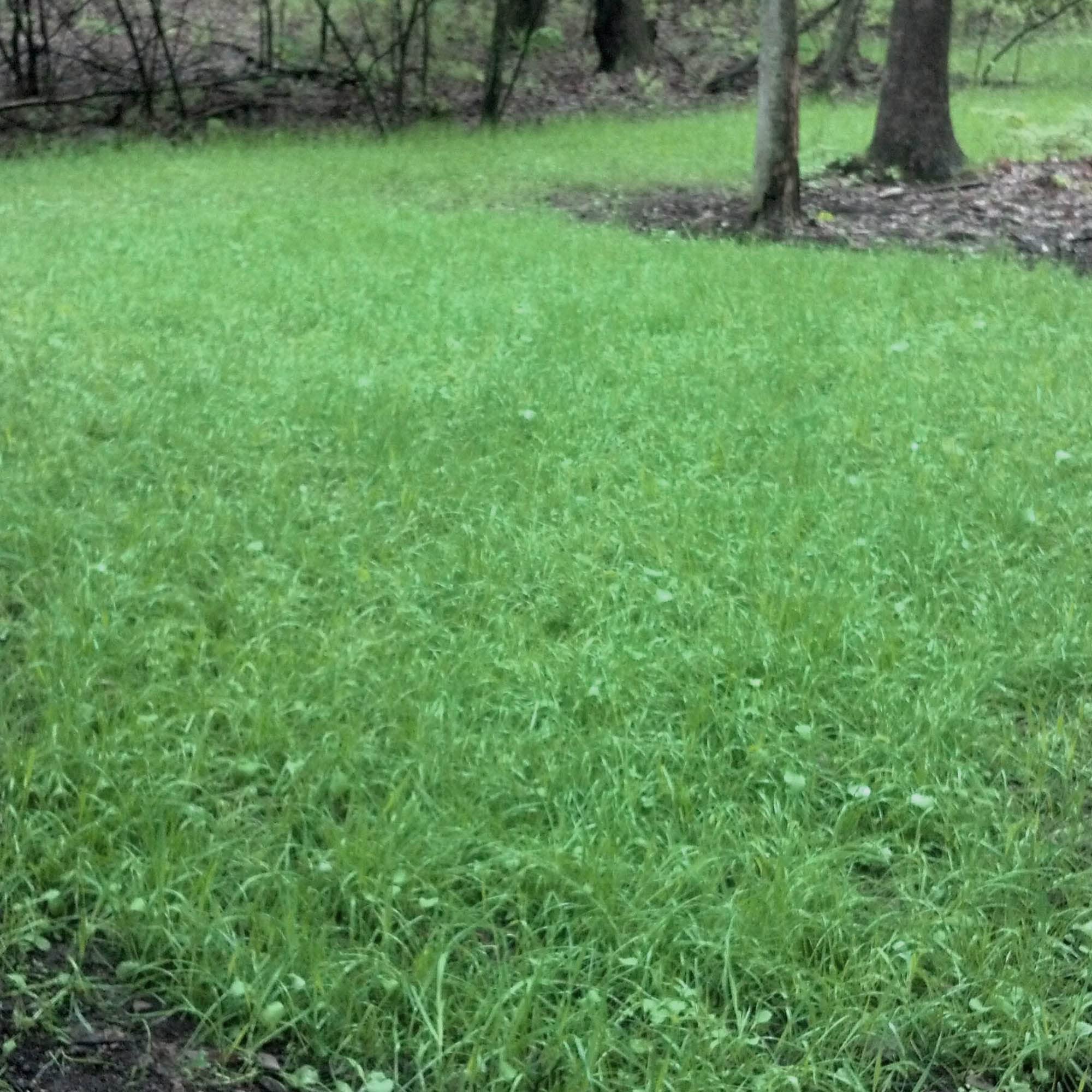 Antler King No Sweat No Till Plot Mix easy-establishment for no tilling projects