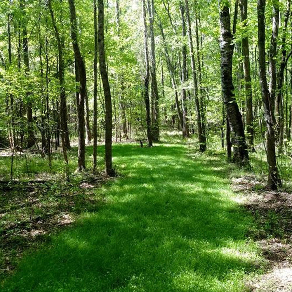 Antler King No Sweat No Till Plot Mix shade-tolerant mix for partially shaded logging roads