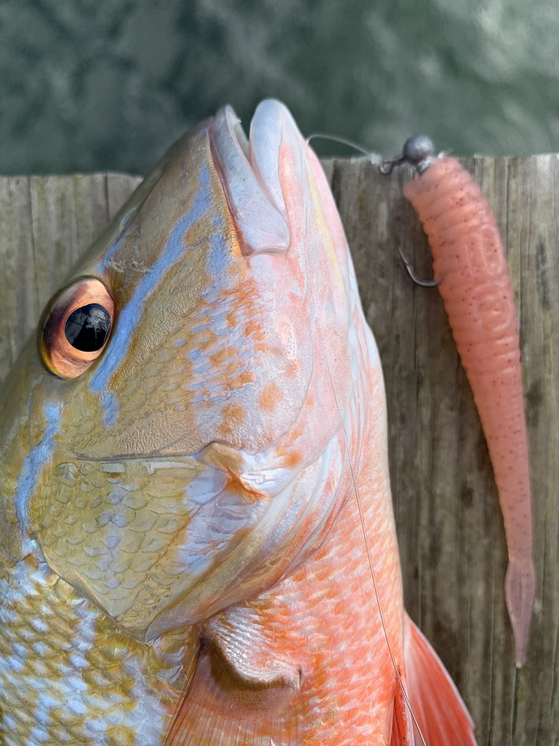 Aquatic Nutrition Q8 Lucky Penny pre-charged and ready to fish