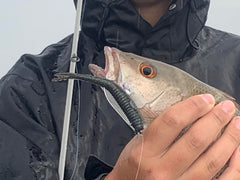 Aquatic Nutrition in-water action shows scent-saturated lure attracting attention