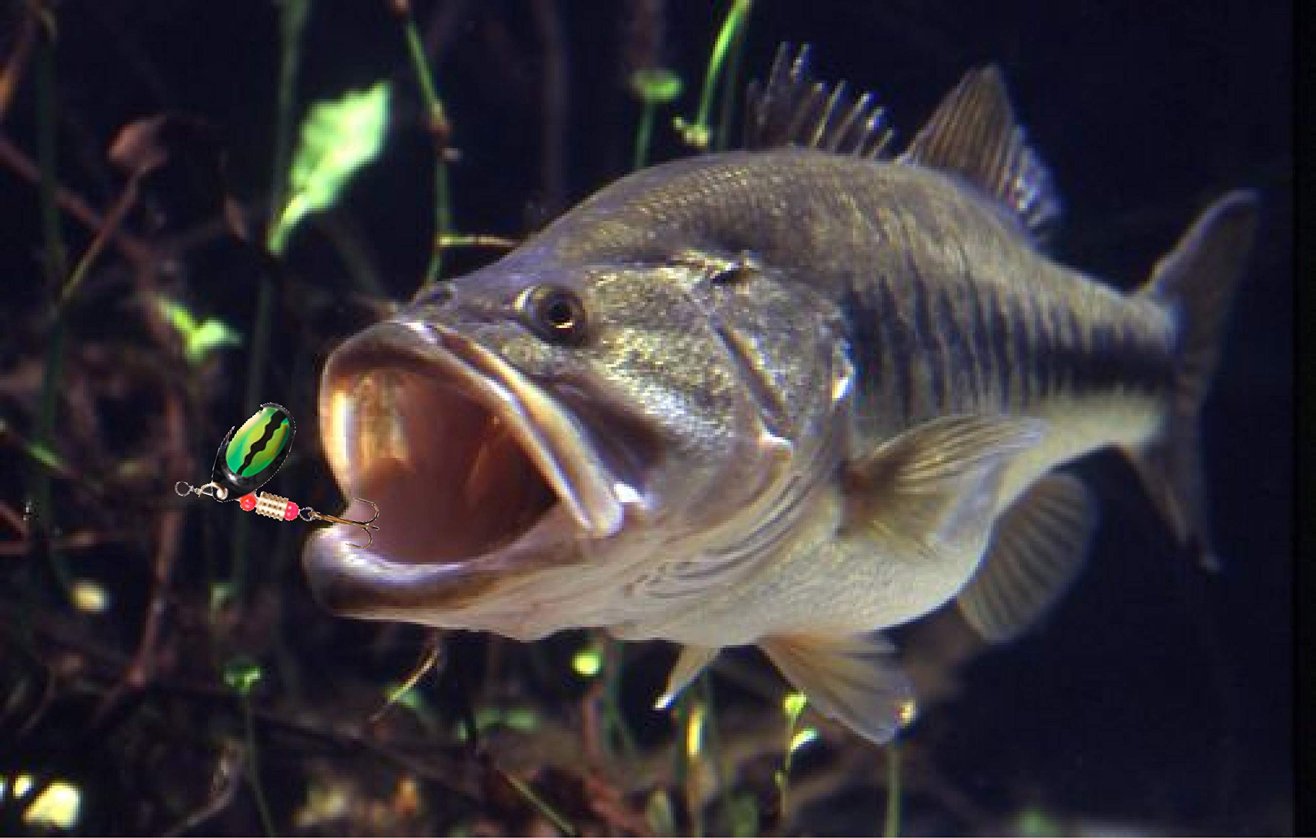 Ascent bass and trout-friendly kit for freshwater and light saltwater use.