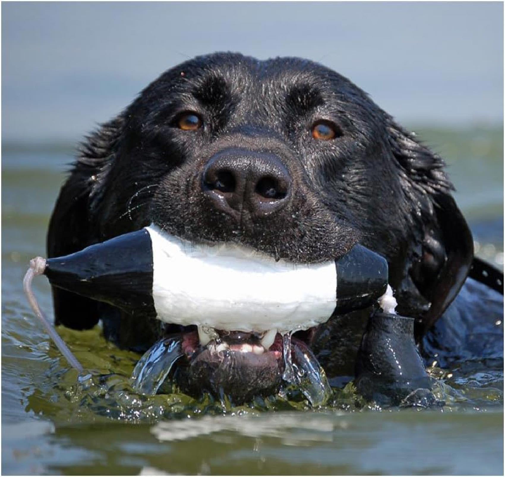 Avery EZ-Bird Mallard Flasher features VGrip design for secure retrieves.