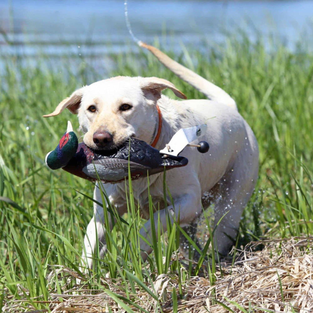 Avery EZ-Bird pheasant training dummy adds realistic field familiarity.
