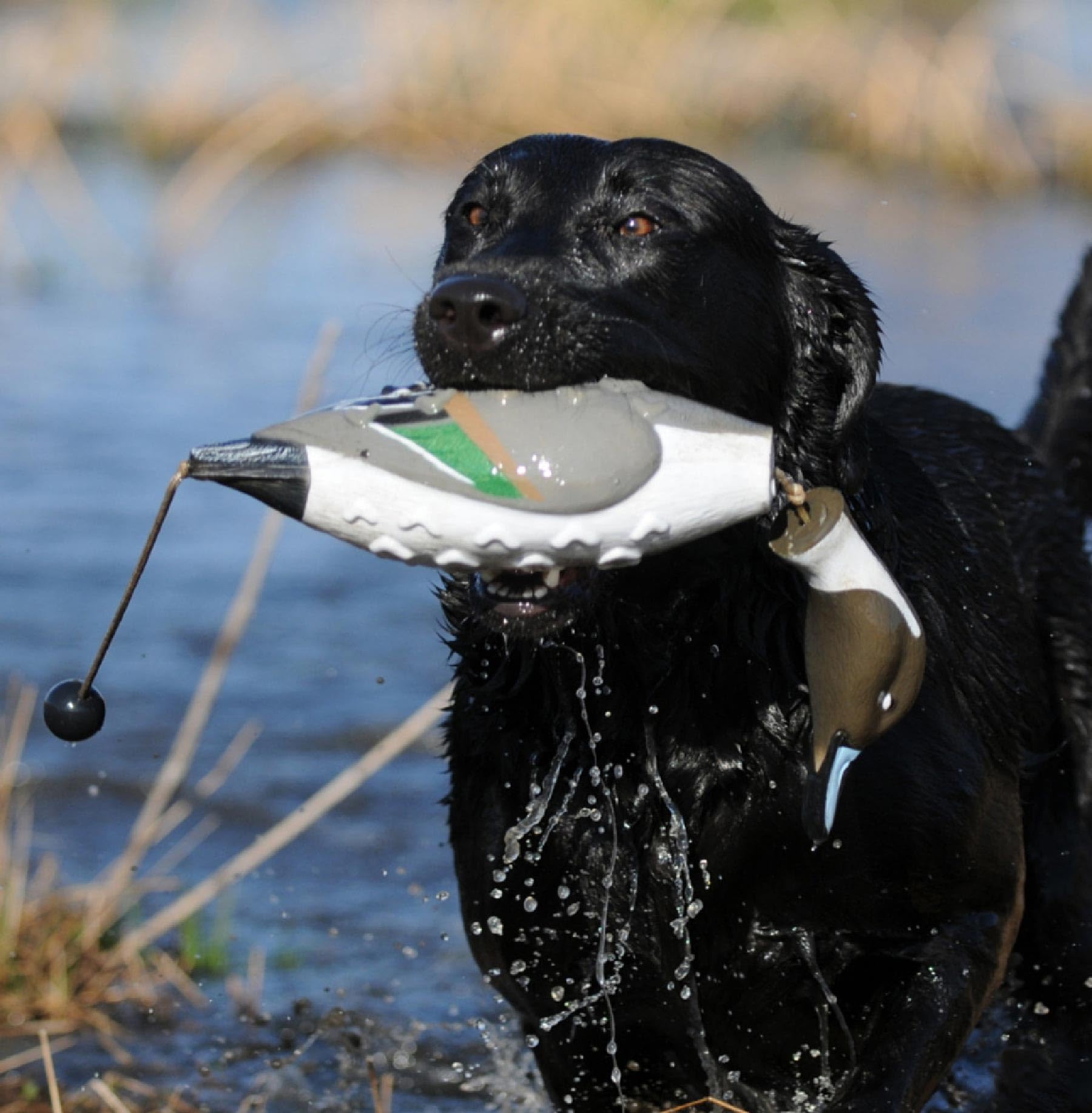 Avery EZ Bird Pintail durable PVC construction withstands rugged training days