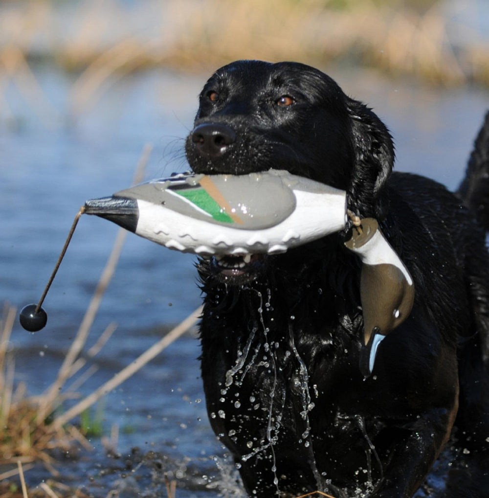 Avery EZ Bird Pintail durable PVC construction withstands rugged training days