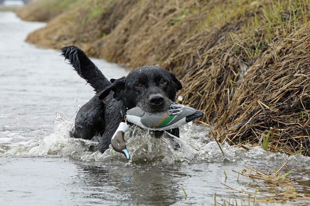 Avery EZ Bird Pintail soft floating body ideal for water retrieves