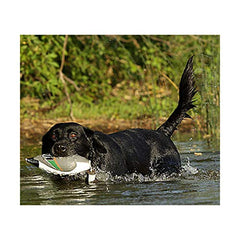 Avery EZ Bird Pintail VGrip design for a secure bite during fetch