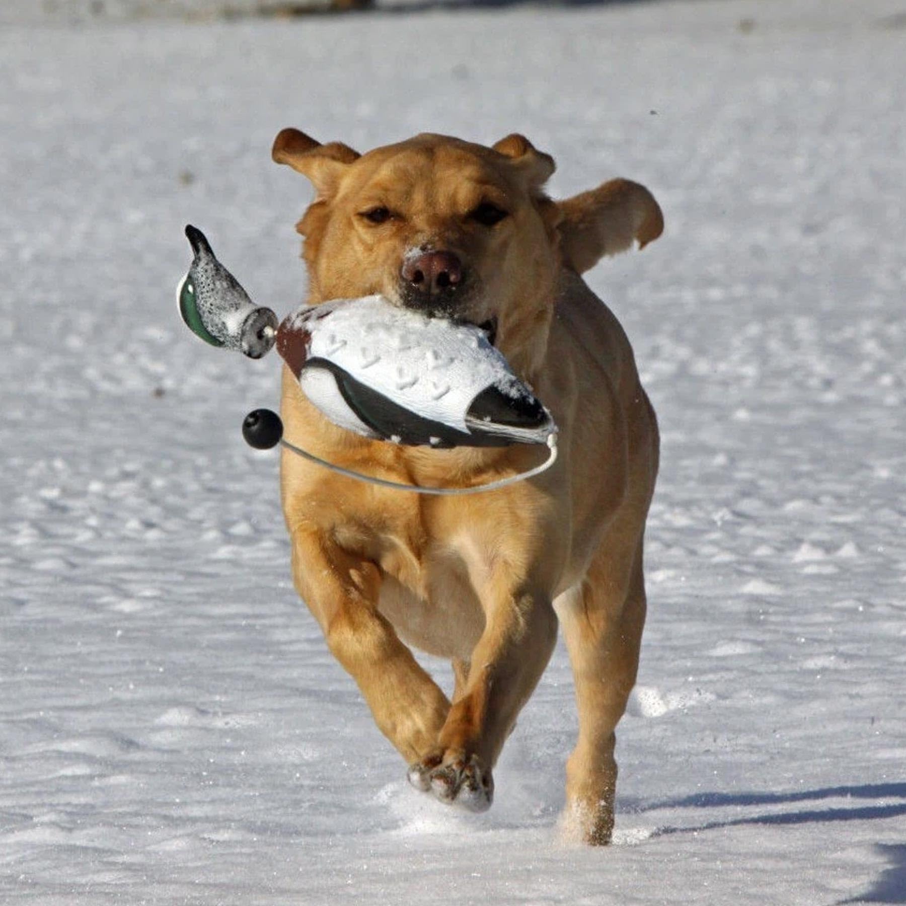 Avery EZ-Bird Wigeon durable PVC construction withstands tough sessions.