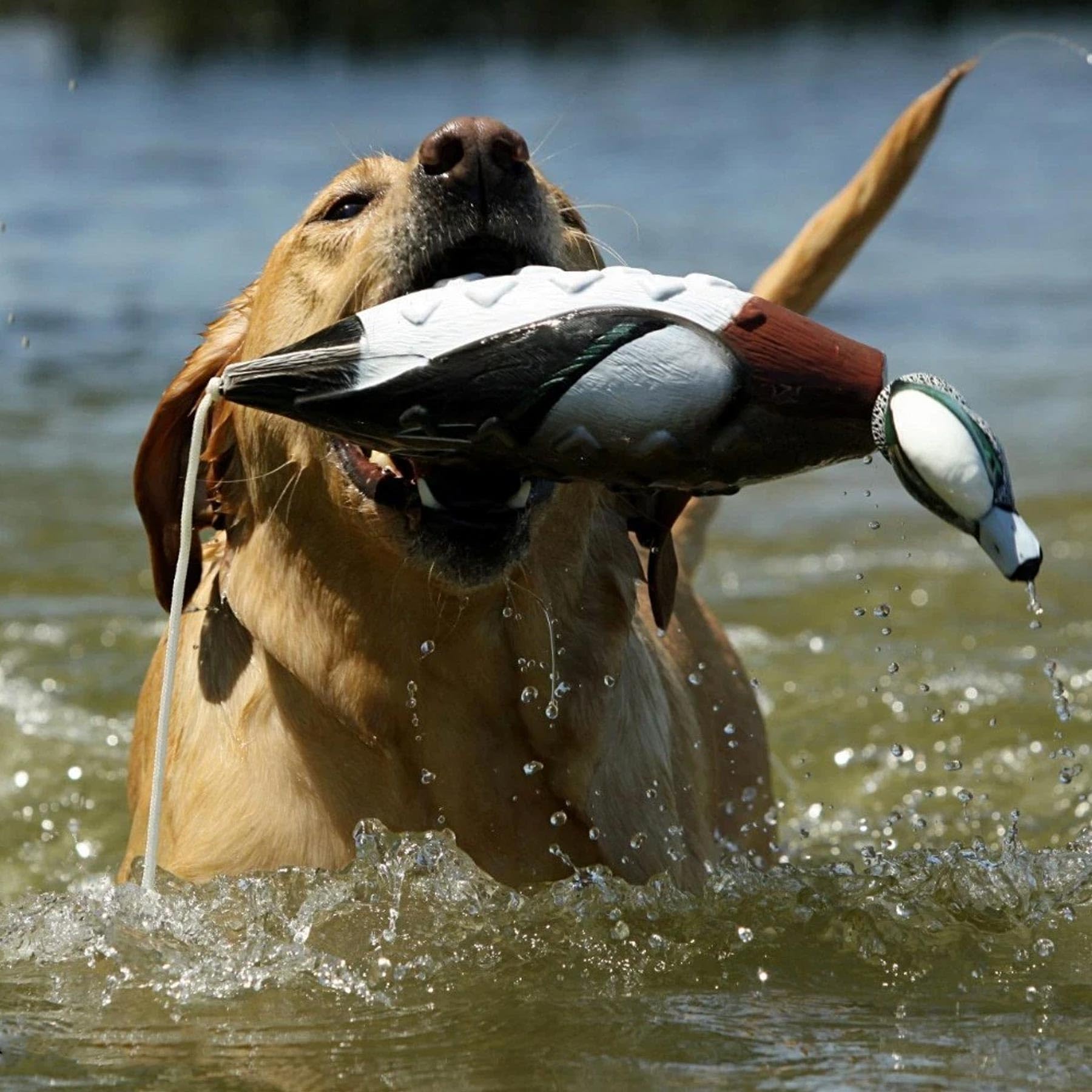 Avery EZ-Bird Wigeon soft floating body for land and water training.