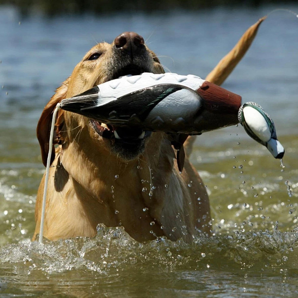 Avery EZ-Bird Wigeon soft floating body for land and water training.