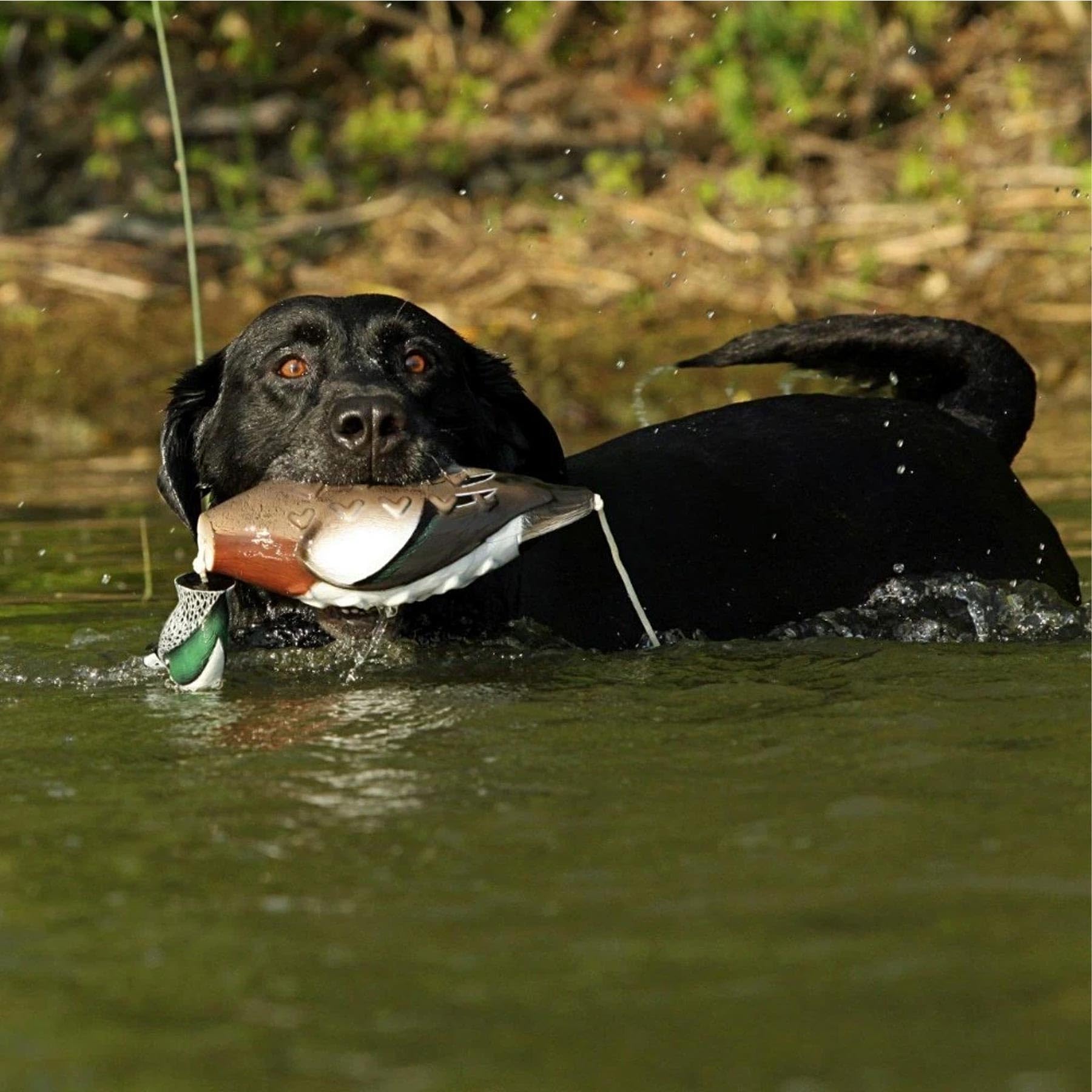 Avery EZ-Bird Wigeon with patented VGrip for secure retrieves.