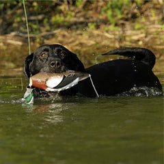 Avery EZ-Bird Wigeon with patented VGrip for secure retrieves.