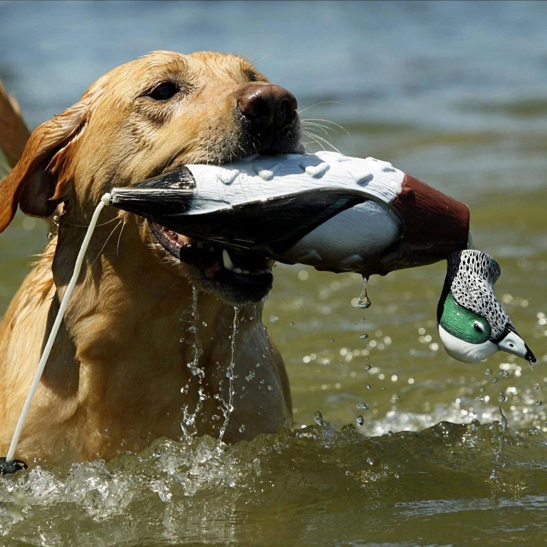 Avery EZ-Bird Wigeon weighted for long throws during training.