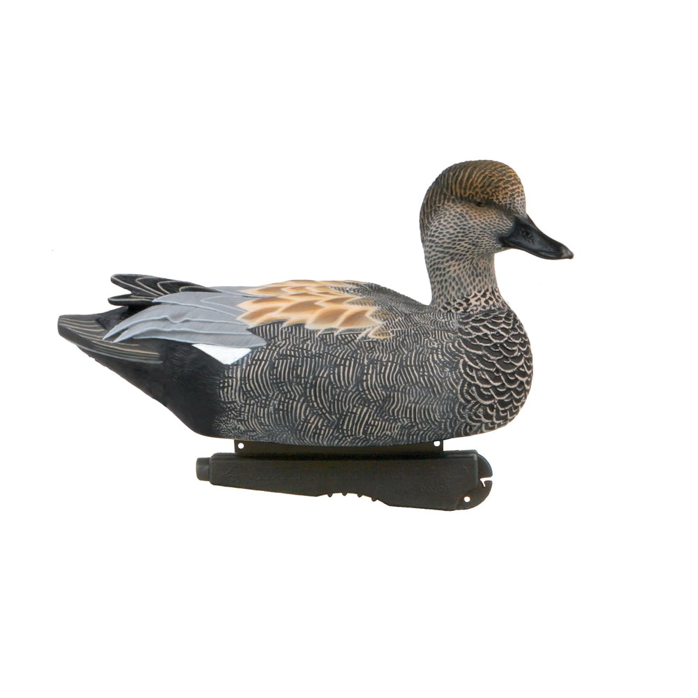 Avery Gadwall Drake high-head pose signals alertness in the display.