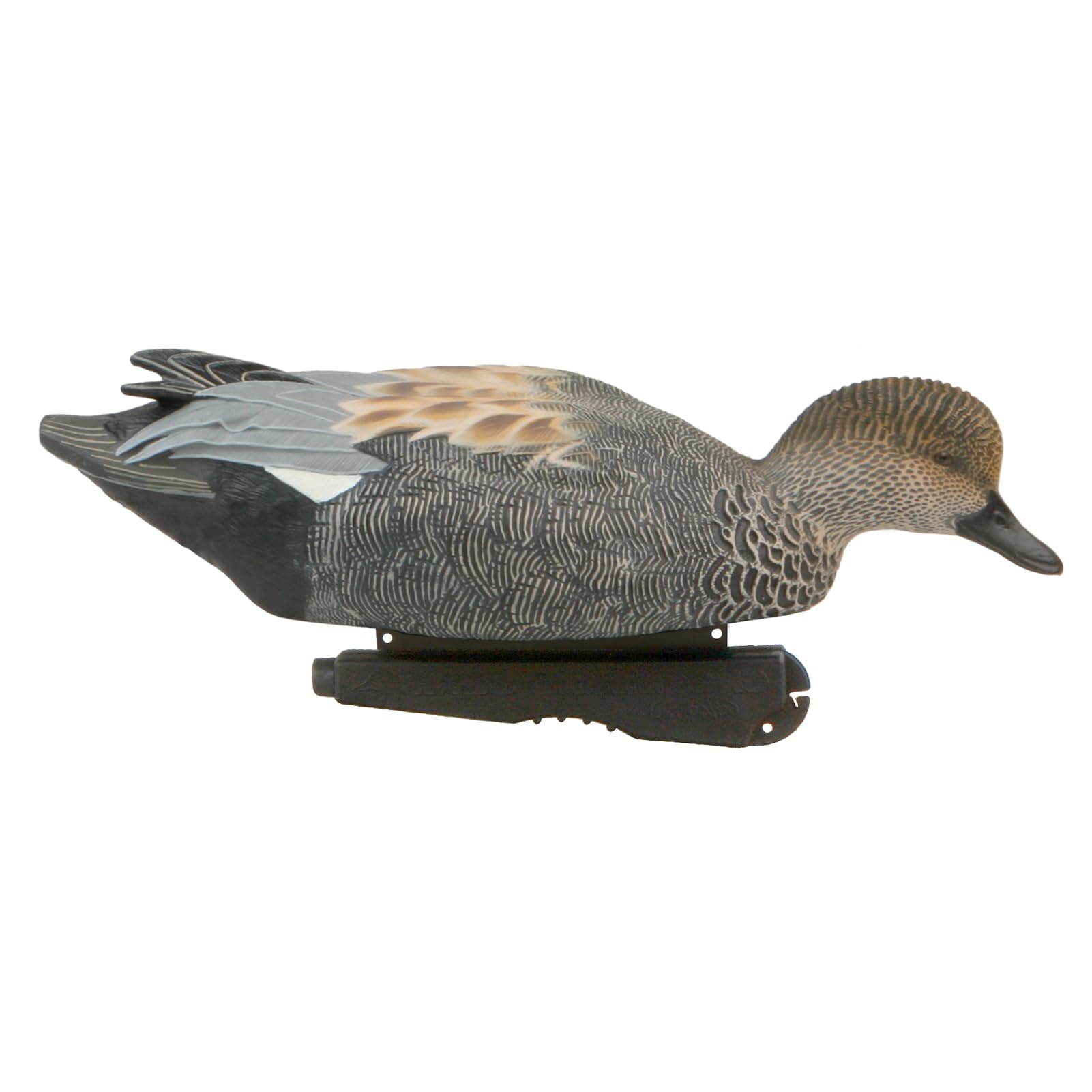Avery Gadwall Drake surface feeder shows active water feeding behavior.