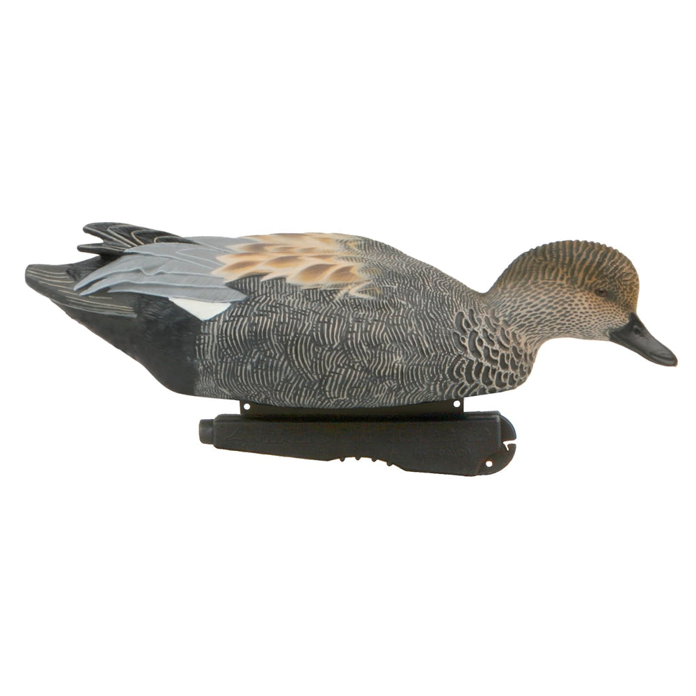 Avery Gadwall Drake surface feeder shows active water feeding behavior.