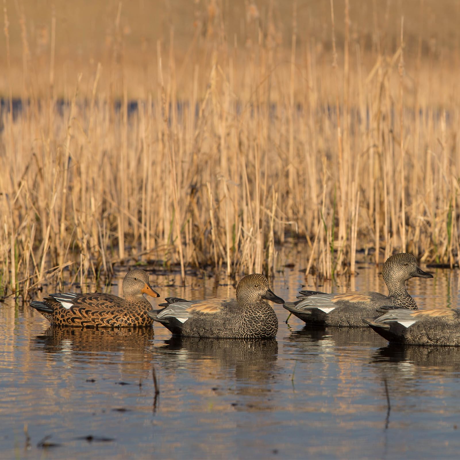 Avery Gadwall Hen content feeder delivers authentic feeding look.