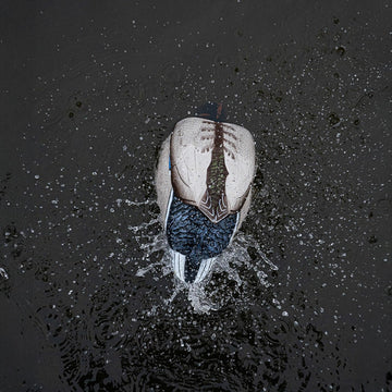 Avery GHG Finisher Spitter mallard drake decoy suited for waterfowl hunts.