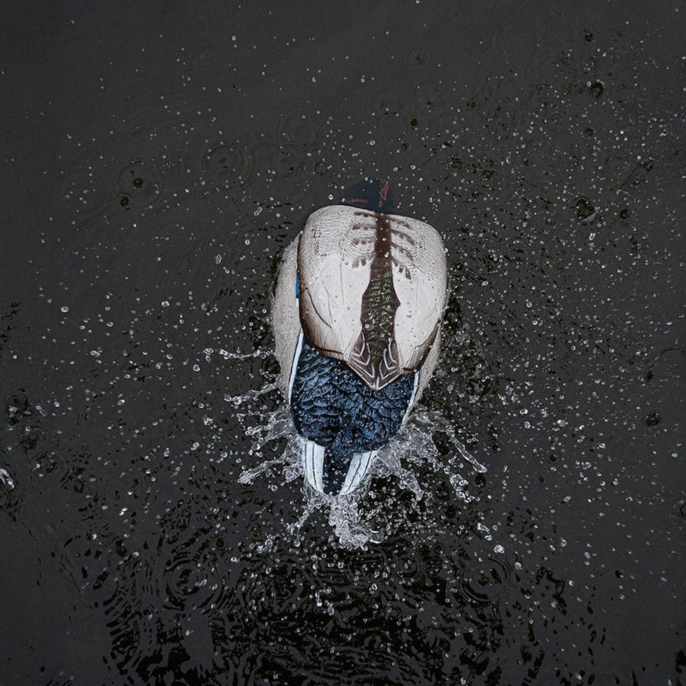 Avery GHG Finisher Spitter mallard drake decoy suited for waterfowl hunts.