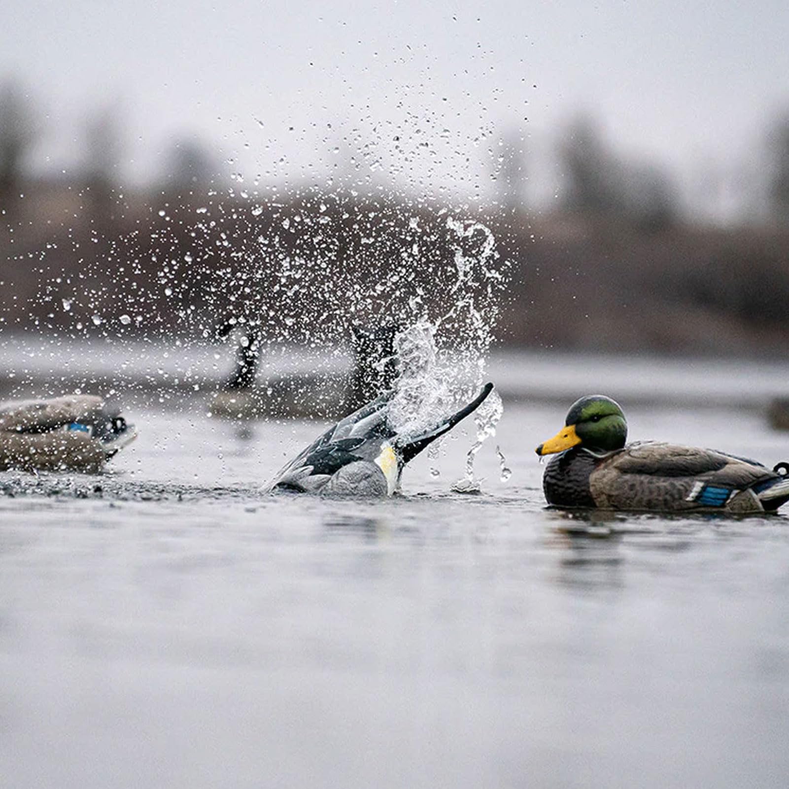 Avery GHG Finisher Spitter field setup on water supports a convincing decoy spread.