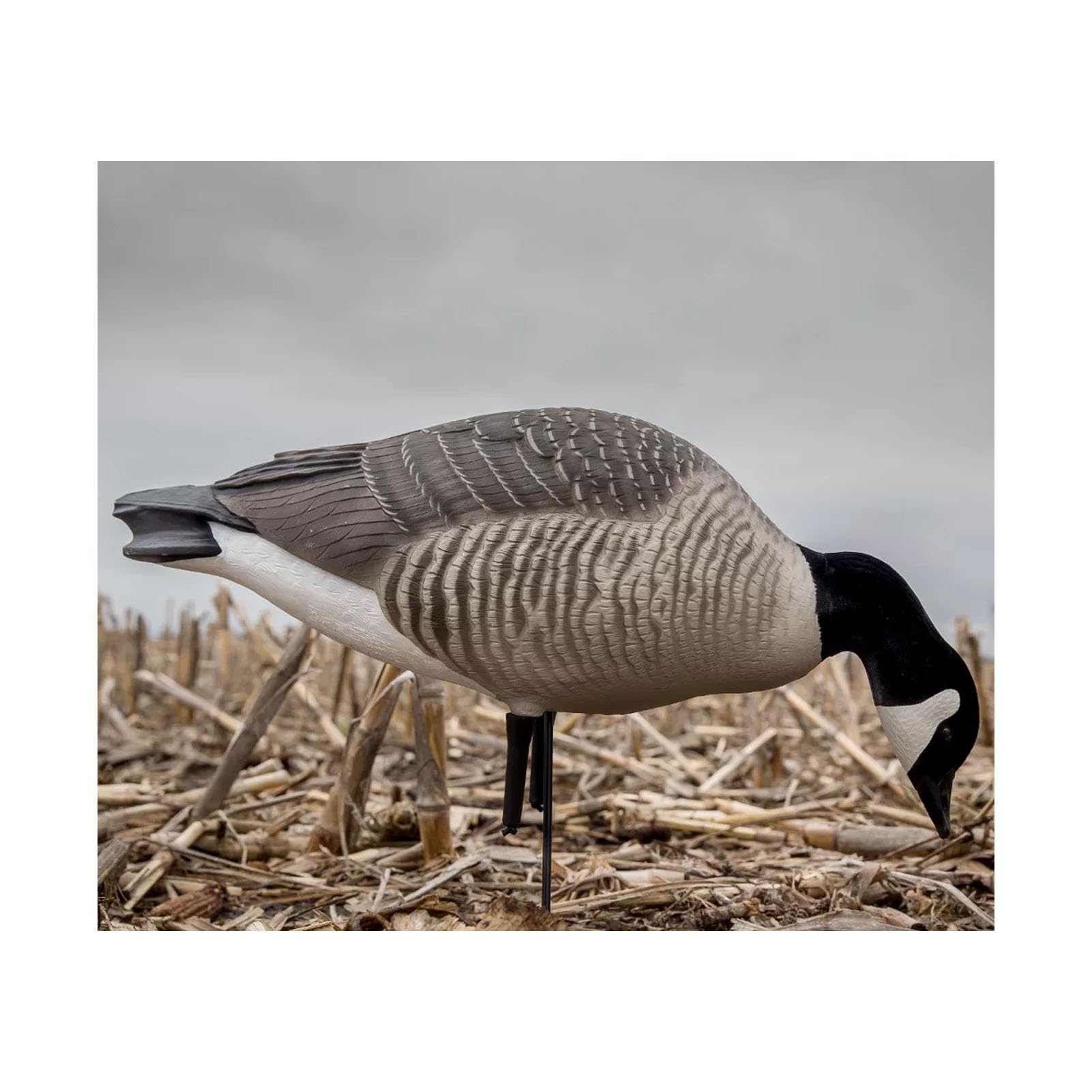 Avery GHG Hunter Canada Feeder with flocked heads provides durable, weather-ready decoy setup