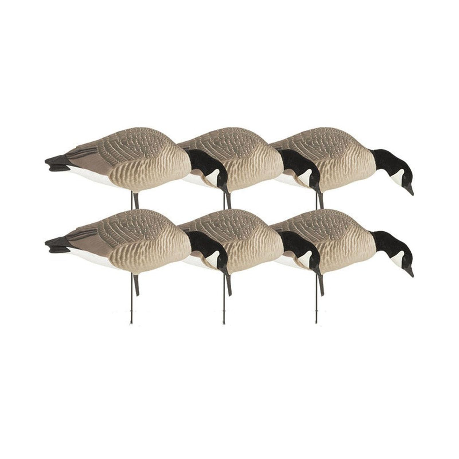Avery GHG Hunter Canada Feeder Full Pack with realistic decoys for field spreads