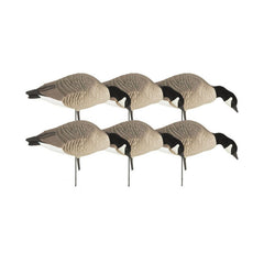 Avery GHG Hunter Canada Feeder Full Pack with realistic decoys for field spreads