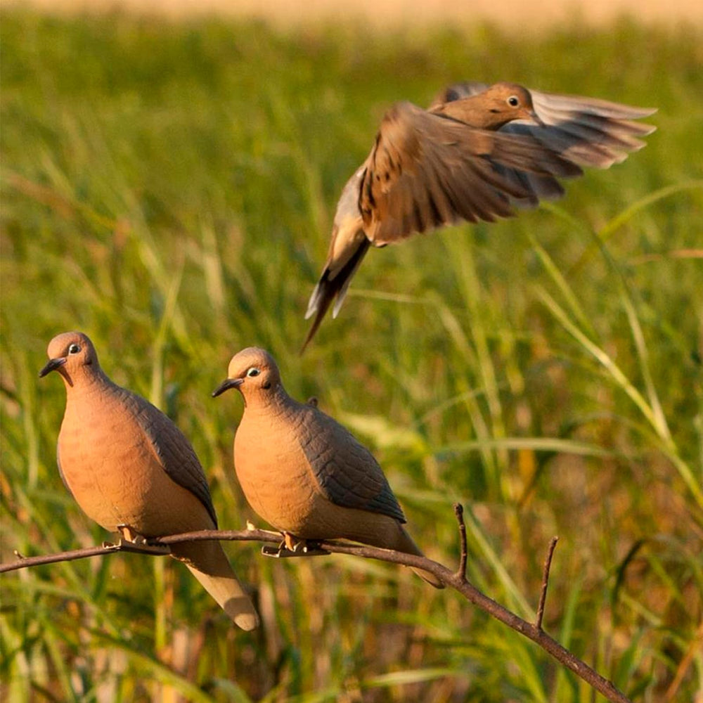 Avery GHG Mourning Dove Decoy rugged build supports durable field use.