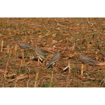 Avery GHG Mourning Dove Decoy perching close-up shows authentic perch look.