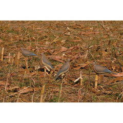 Avery GHG Mourning Dove Decoy perching close-up shows authentic perch look.