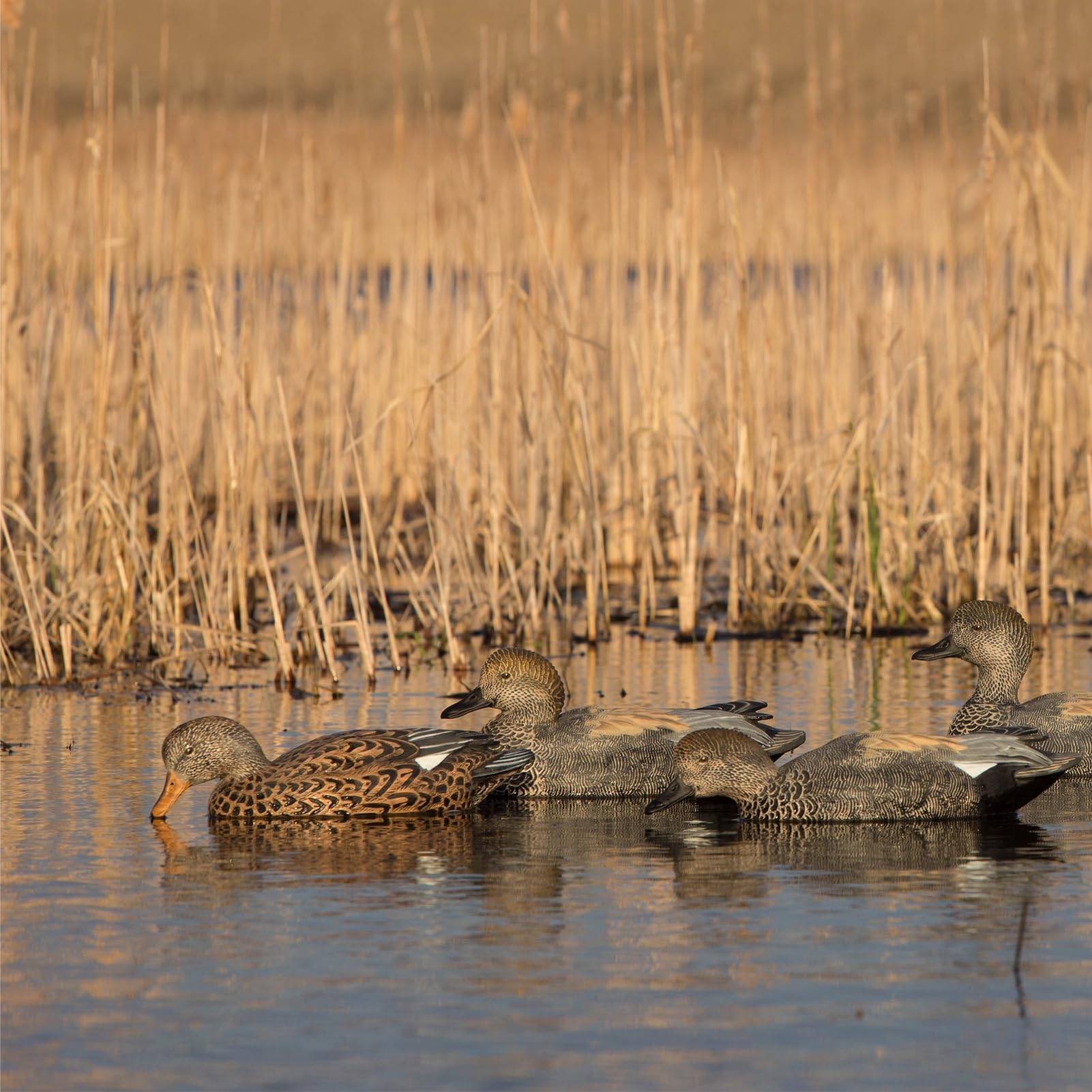 Avery GHG Gadwall decoys with 60/40 keel provide stable motion.