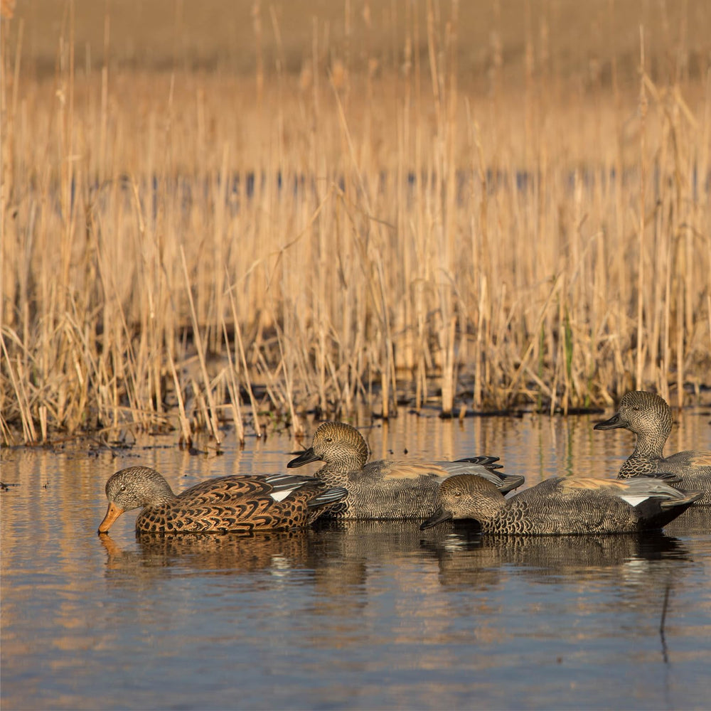Avery GHG Gadwall decoys with 60/40 keel provide stable motion.