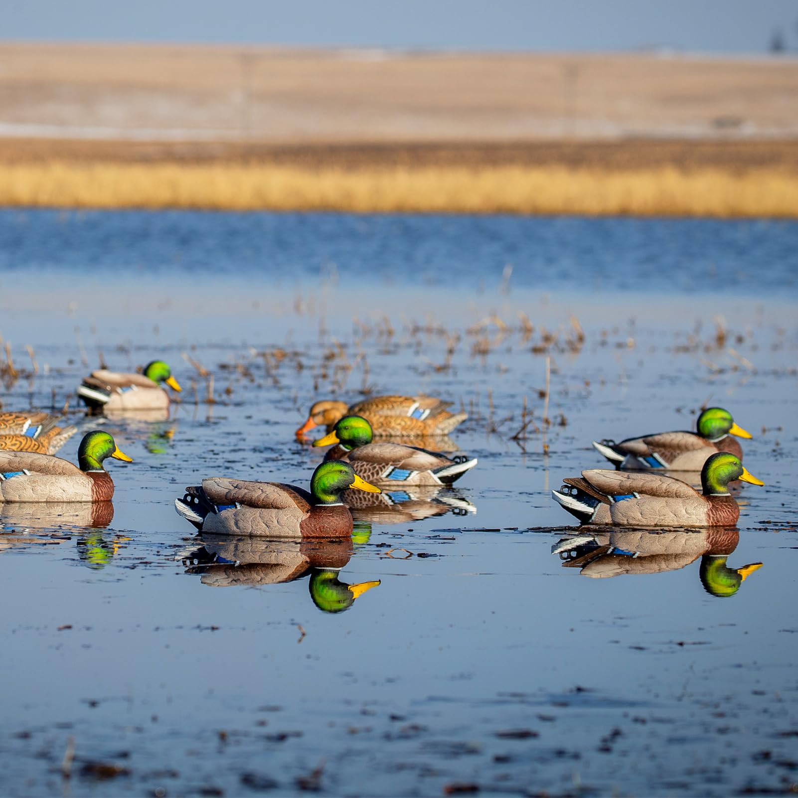 Avery GHG Pro-Grade XD active hen decoy adds posture variety for a convincing flock.