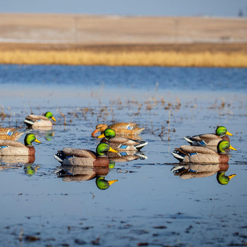 Avery GHG Pro-Grade XD active hen decoy adds posture variety for a convincing flock.
