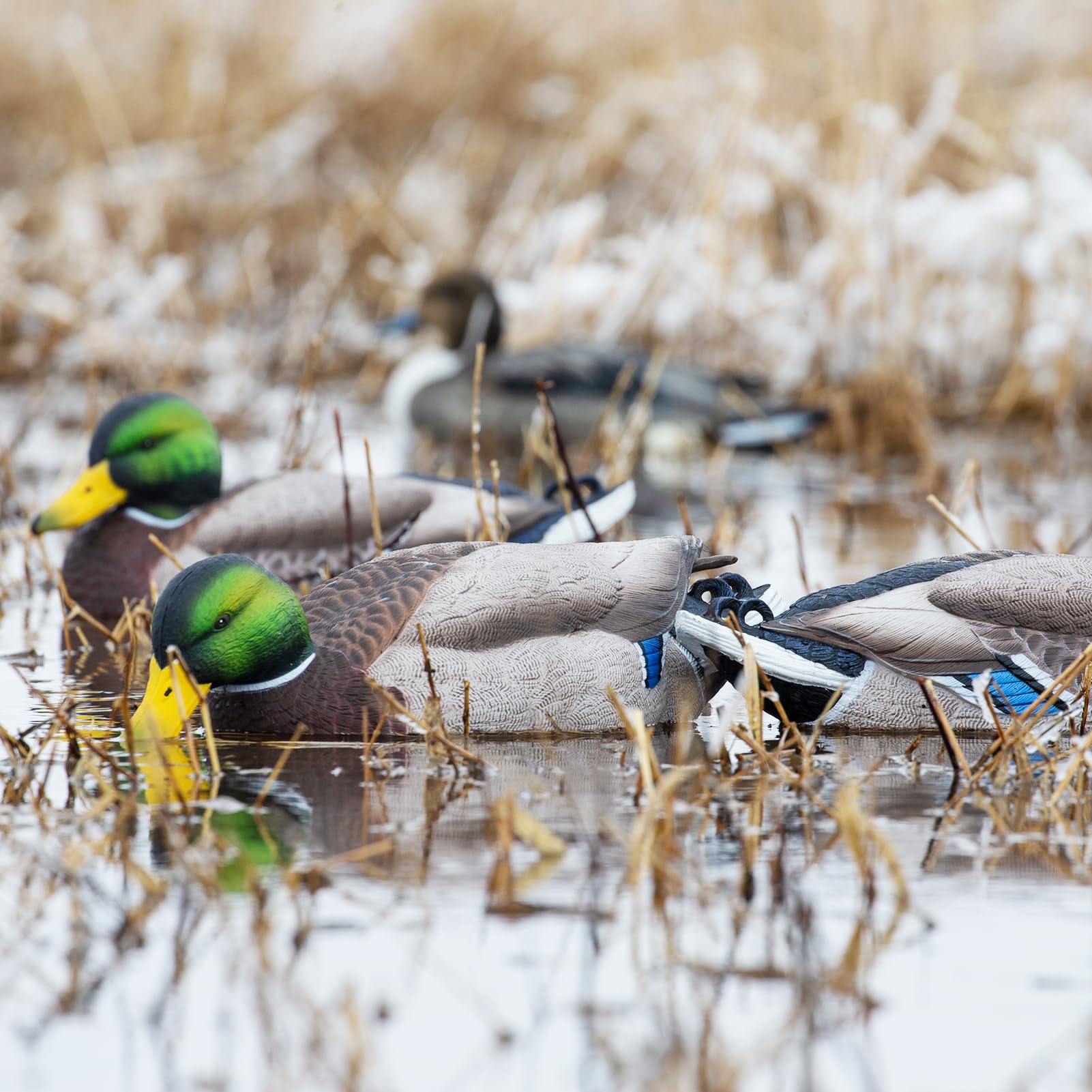Avery GHG Pro-Grade XD spread view decoy shows overall flock arrangement.