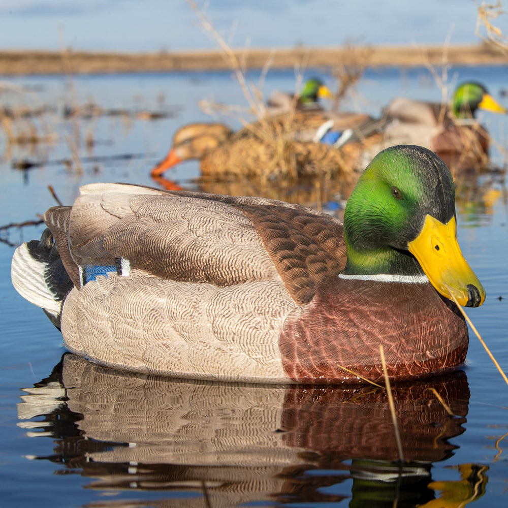 Avery GHG Pro-Grade XD surface-feeder drake decoy attracts birds with natural head position.
