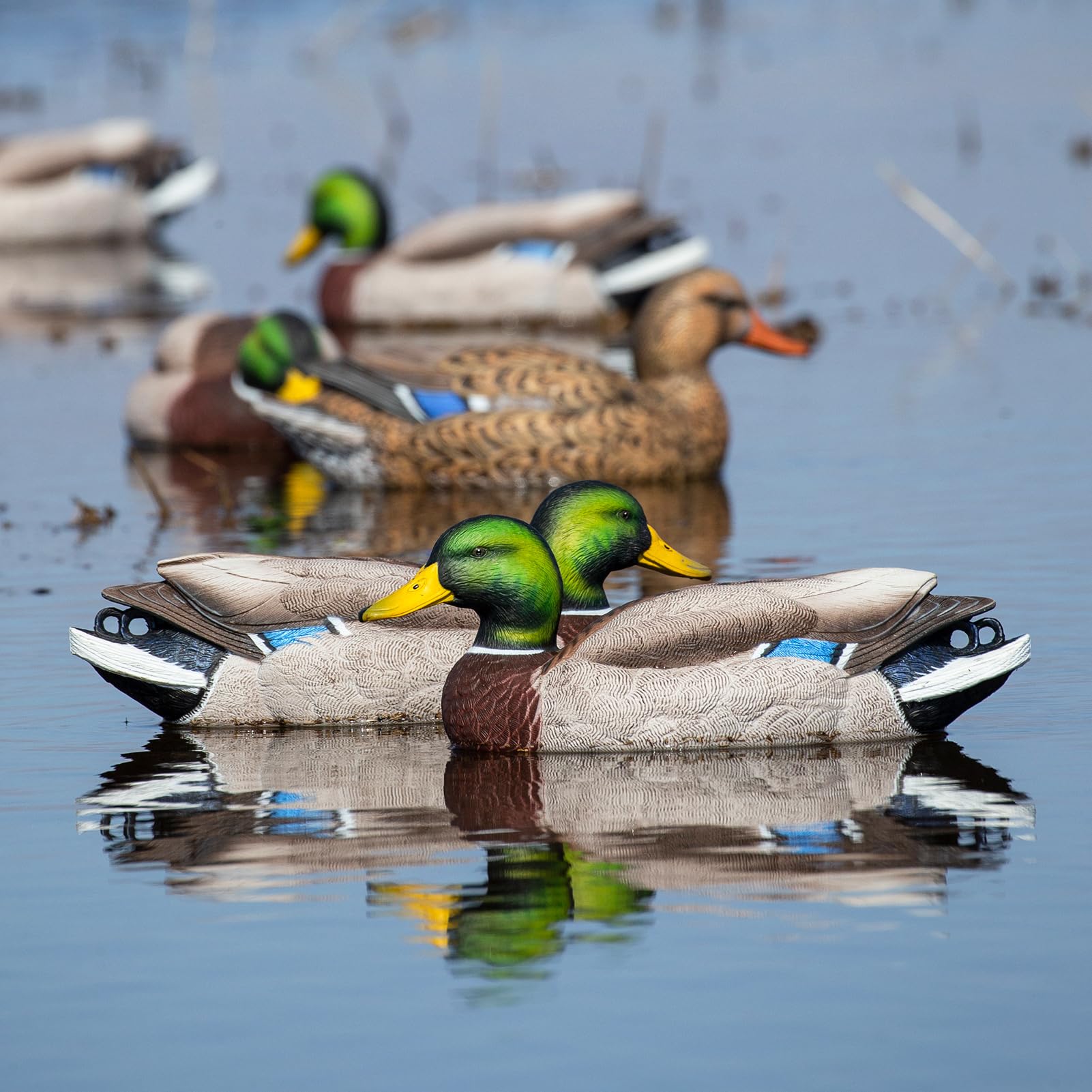 Avery GHG Pro-Grade XD surface feeder hen in realistic feeding posture