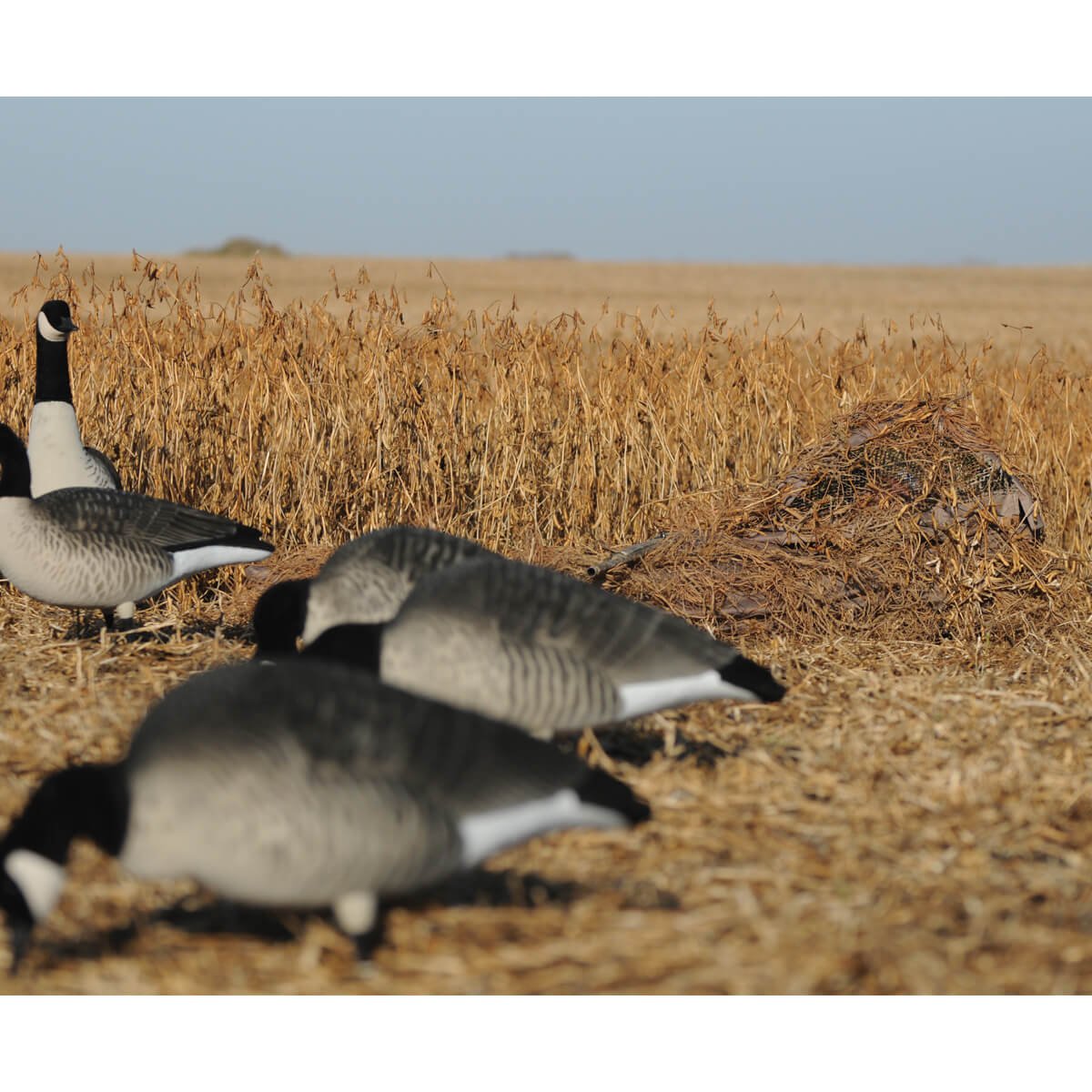 Avery Killerweed Singles concealment material blends into marsh terrain; rot-resistant, ideal for waterfowl hunting