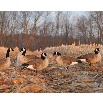 Avery Lesser Canada Harvester decoys flocked-head closeup showing durable head connections