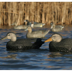 Avery 6-pack over-size black duck decoys show durable pro-grade construction.