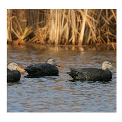 Avery over-size decoys offer ultra-realistic carvings and life-like paint schemes.