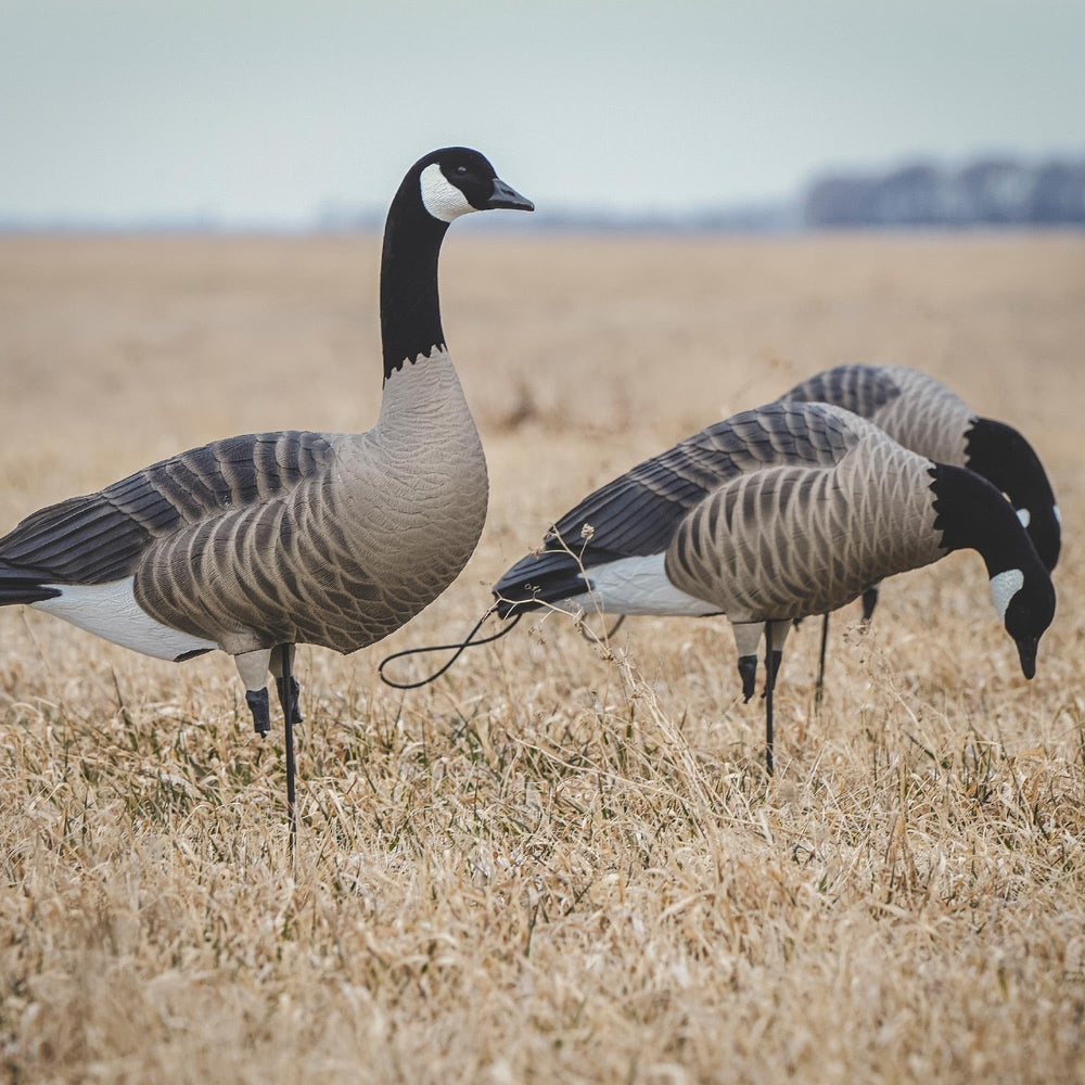 Avery Pro-Flex harvester pack image shows matte-finish decoys resisting shine for daylight hunts.