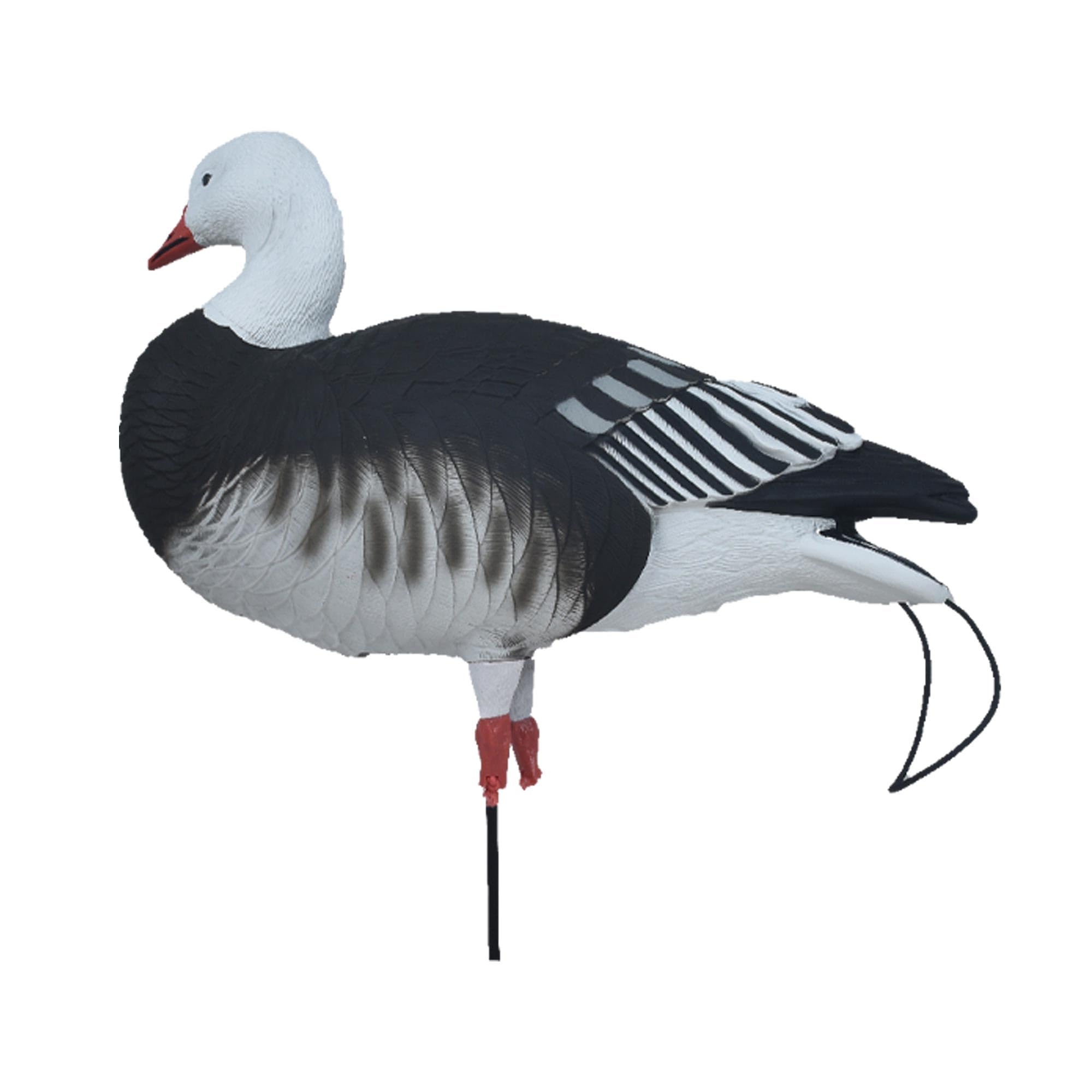 A field-ready Avery Pro-Flex harvester spread attracts geese