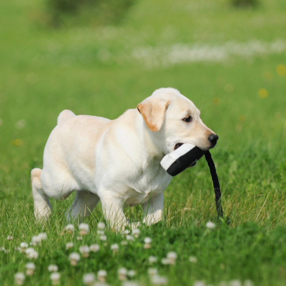 Avery Sporting Dog Canvas Training Bumper flasher view demonstrates high visibility.